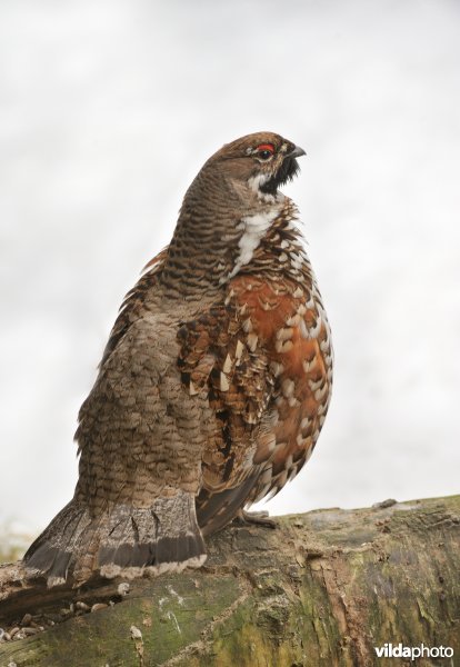 Mannetje hazelhoen