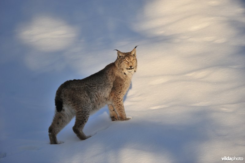 Mannetje lynx in de sneeuw