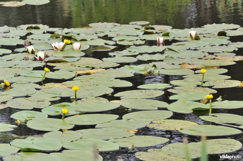 Gele plomp en waterlelie