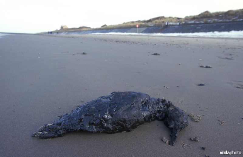 Olievogel op strand