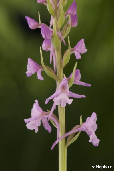 Bloeiende grote muggenorchis