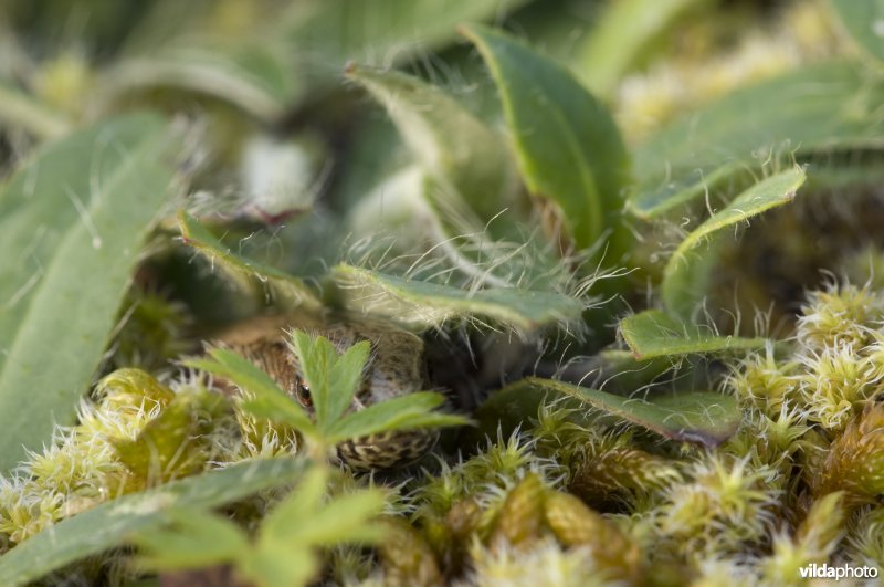 Een hazelworm houdt zich schuil onder muizenoortje