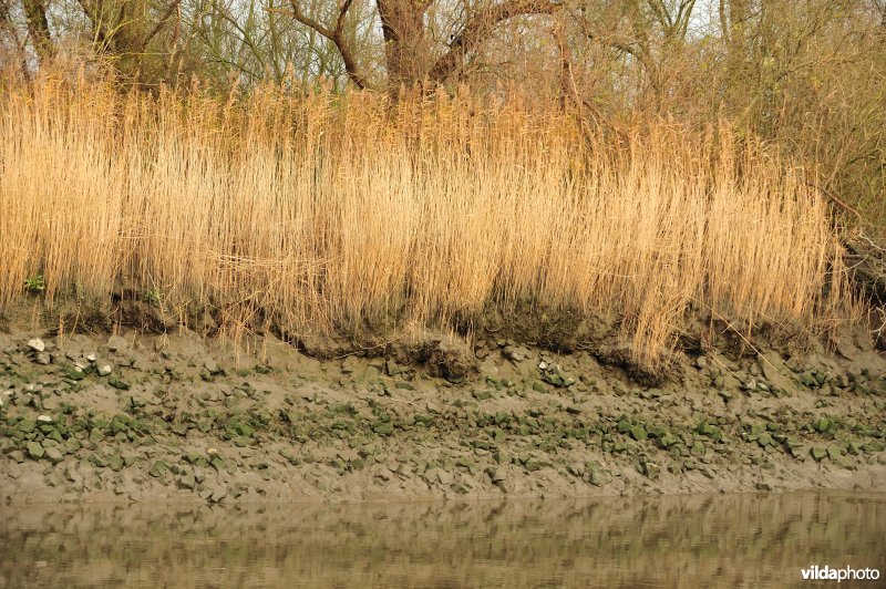 Steenstort op de Schelde oever