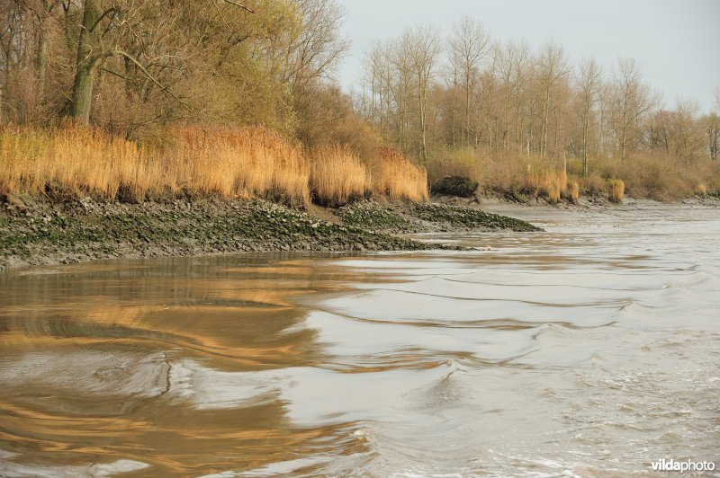 Steenstort op de Schelde oever