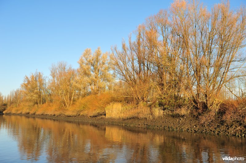 Steenstort op de Schelde oever