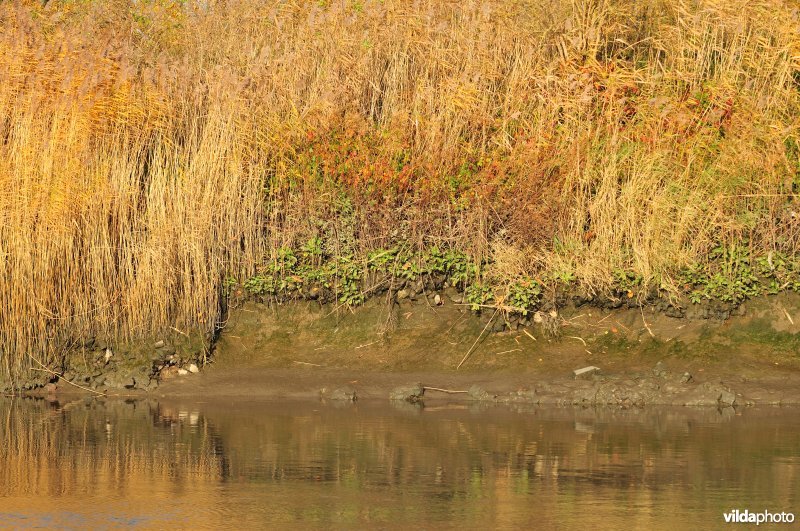 Oevererosie langs de Schelde