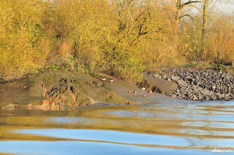 Oevererosie langs de Schelde