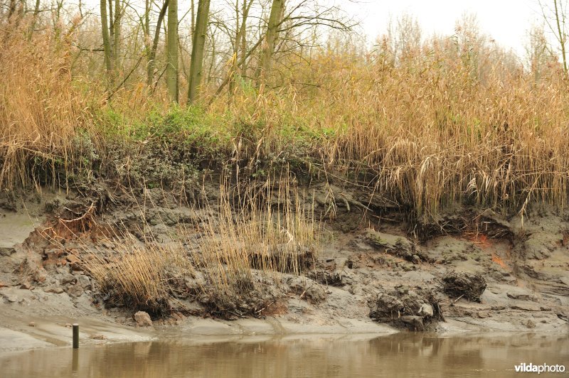 Oevererosie langs de Schelde