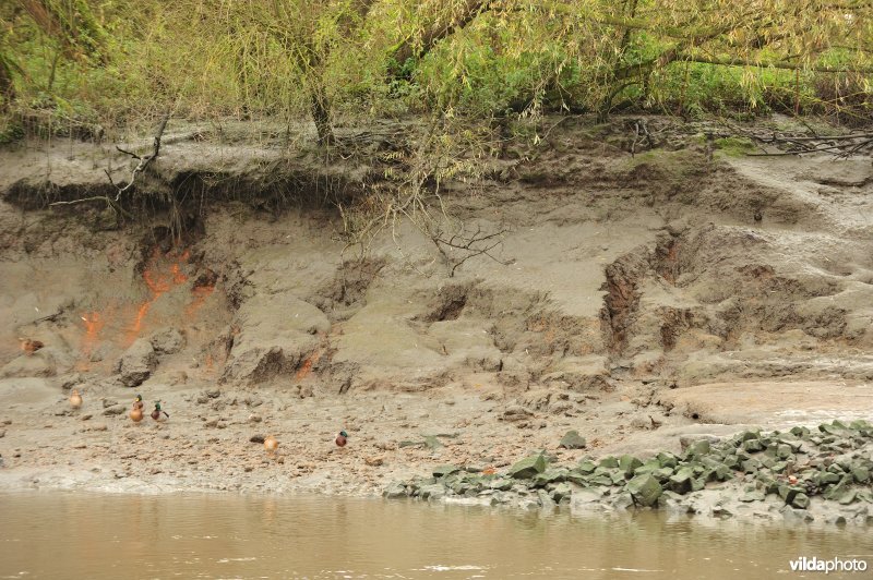 Oevererosie langs de Schelde