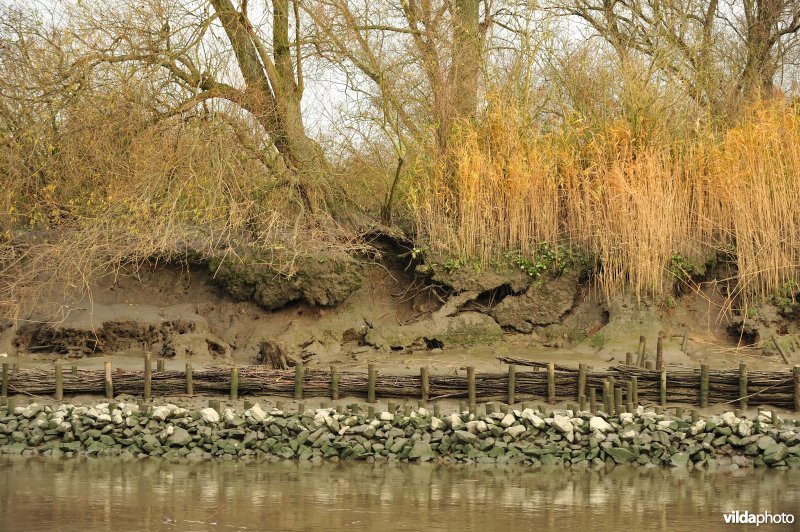 Oevererosie langs de Schelde