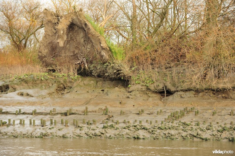 Oevererosie langs de Schelde