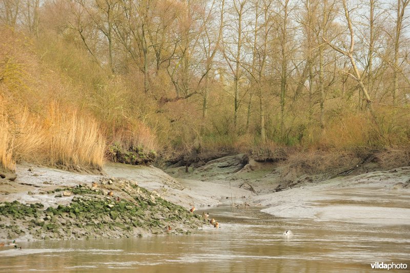 Oevererosie langs de Schelde