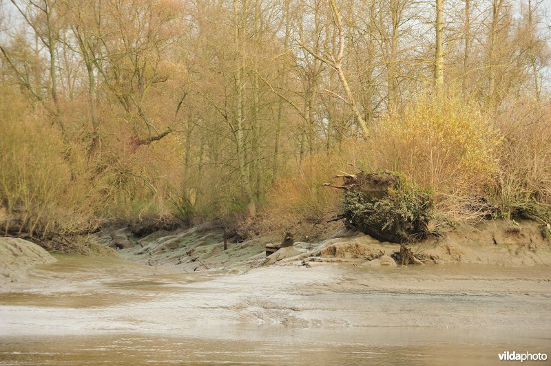 Oevererosie langs de Schelde