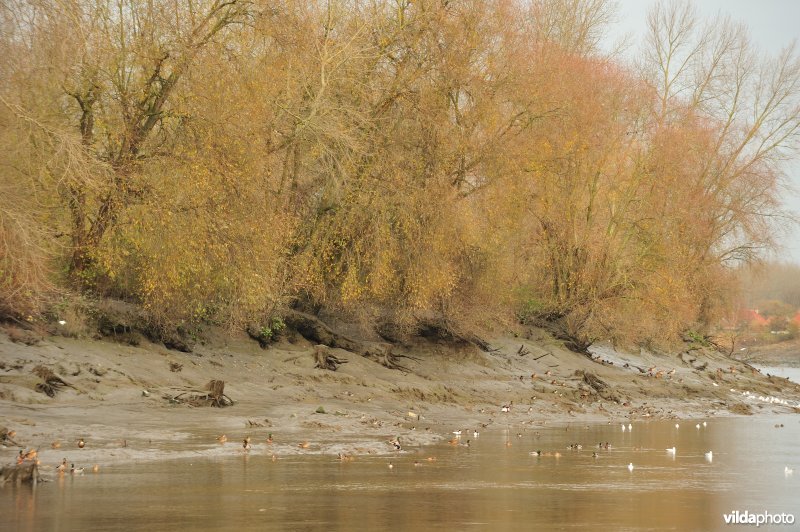 Oevererosie langs de Schelde