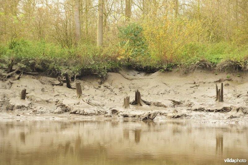 Oevererosie langs de Schelde