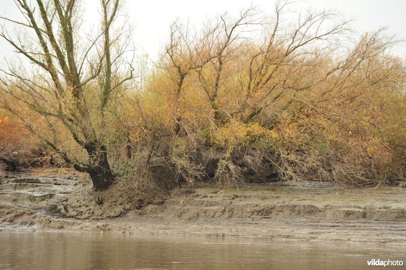 Oevererosie langs de Schelde