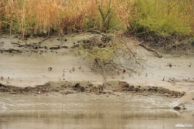 Oevererosie langs de Schelde