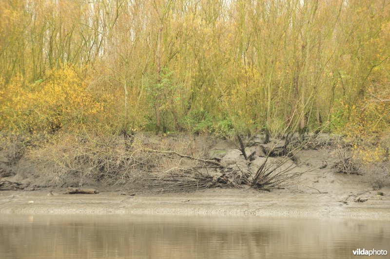 Oevererosie langs de Schelde