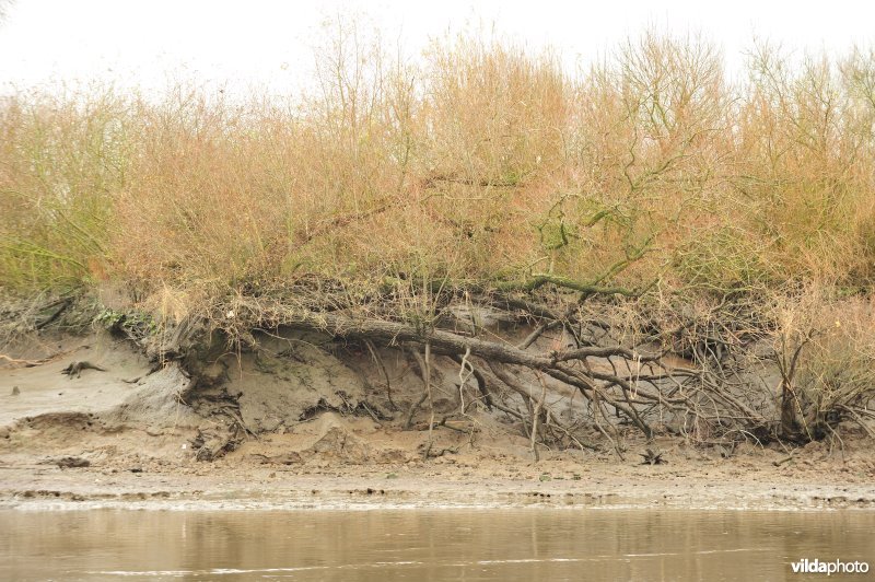 Oevererosie langs de Schelde