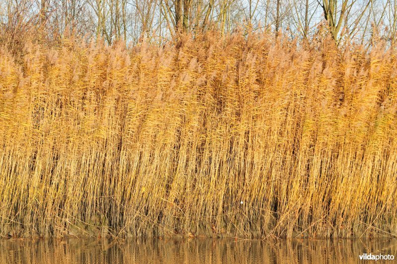 Riet op de Schelde oever