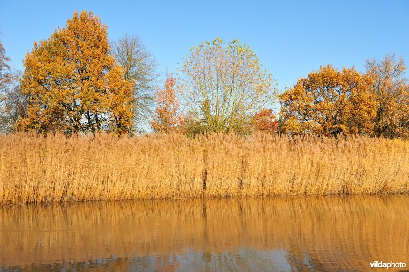 Riet op de Schelde oever