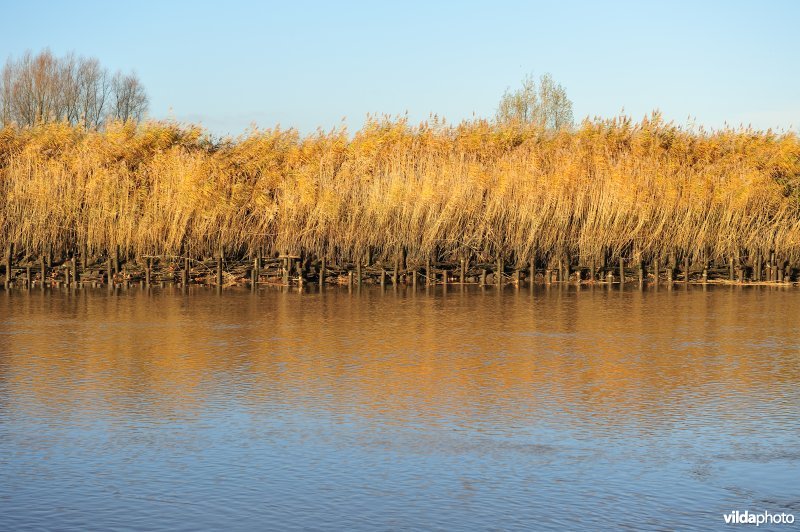 Riet op de Schelde oever