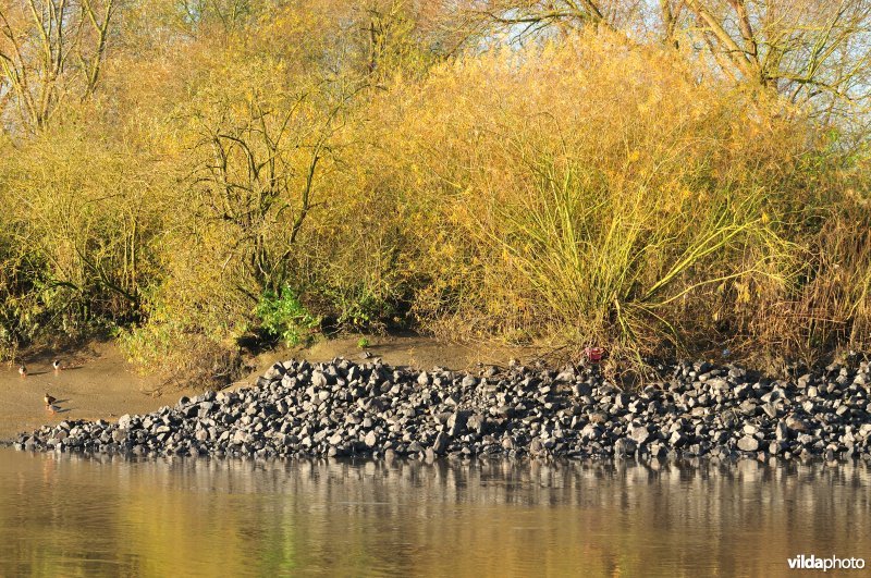 Steenstort op de Schelde oever