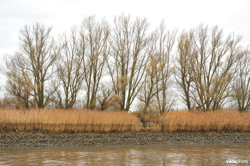 Steenstort op de Schelde oever