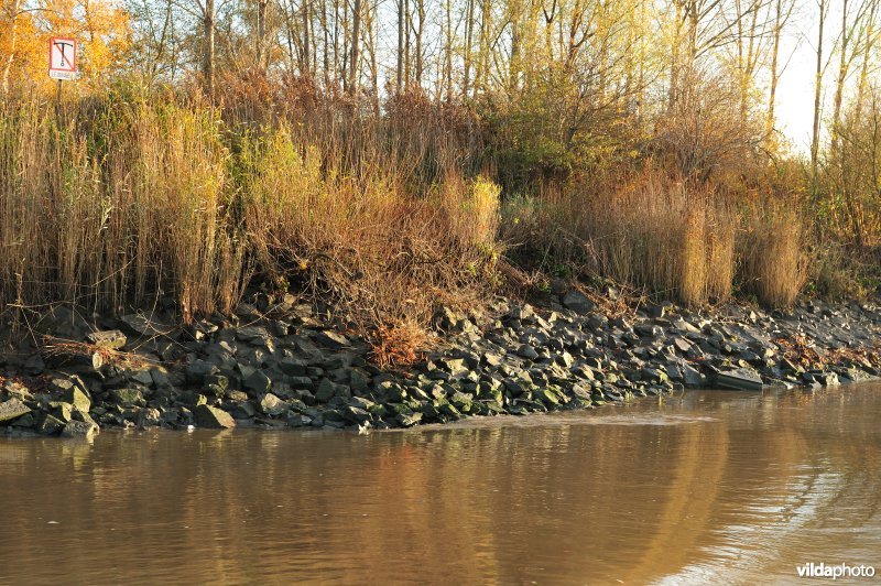 Steenstort op de Schelde oever