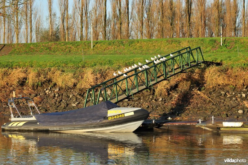 Steiger langs de Schelde