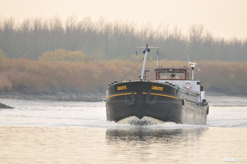 Vrachtboot op de Schelde