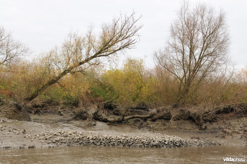 Omvallende bomen door erosie op zoetwaterschor