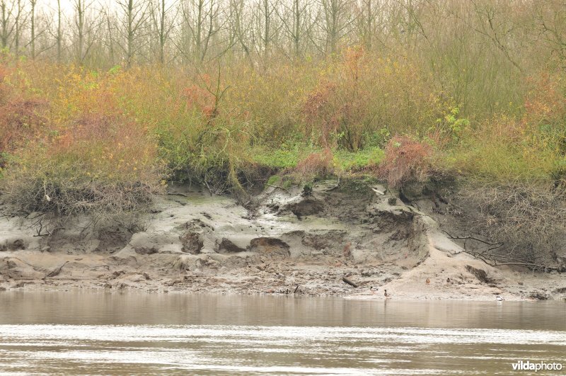 Erosie op zoetwaterschor