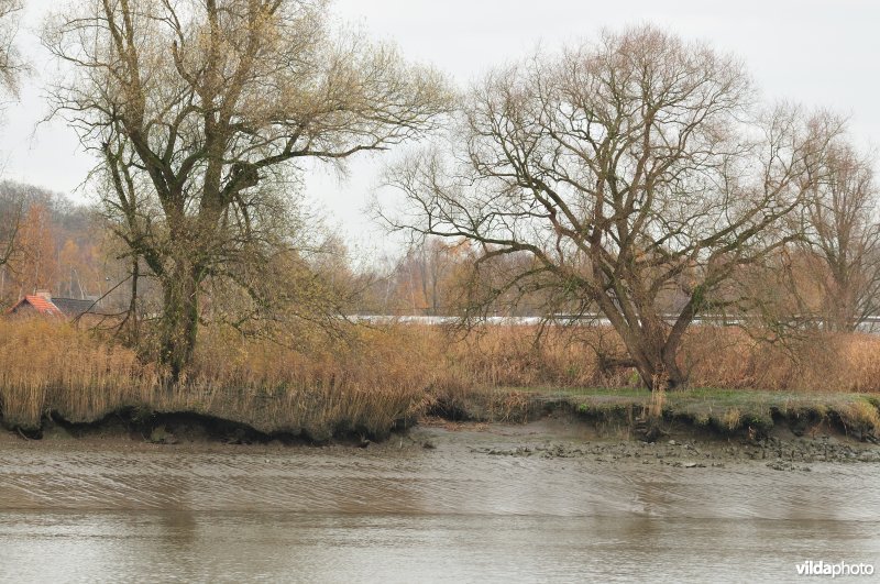 Erosie op zoetwaterschor