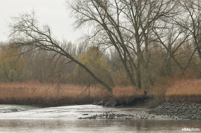 Erosie op zoetwaterschor en wilgen