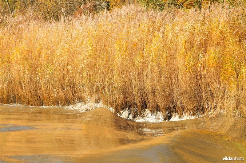 Golfslag tegen rietkraag