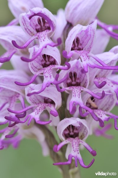Aapjesorchis