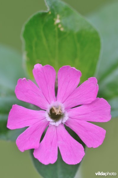 Dagkoekoeksbloem