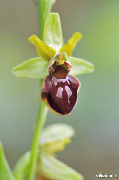 Spinnenorchis