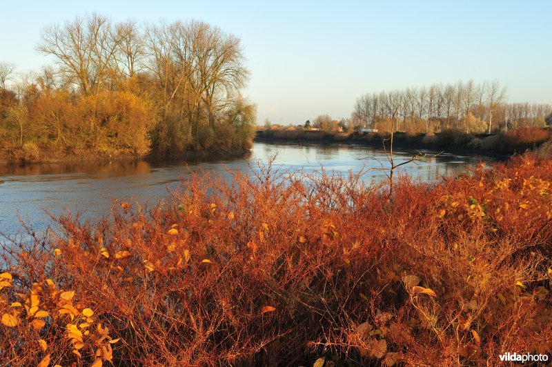 Japanse duizendknoop langs de Schelde