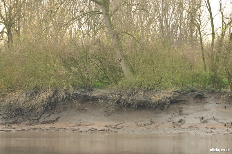 Erosie op de Scheldeschorren