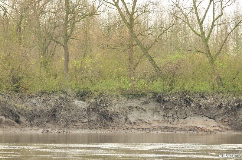 Erosie op de Scheldeschorren