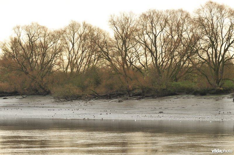 Wintervogels op Scheldeschorren