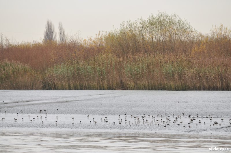 Wintervogels op Scheldeschorren