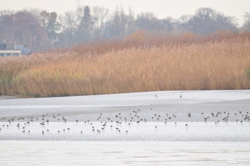 Wintervogels op Scheldeschorren