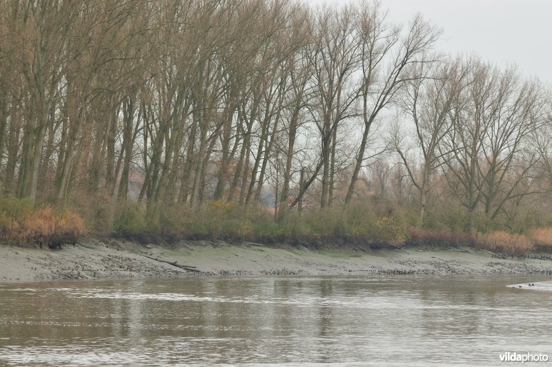 Durmemonding in de Schelde