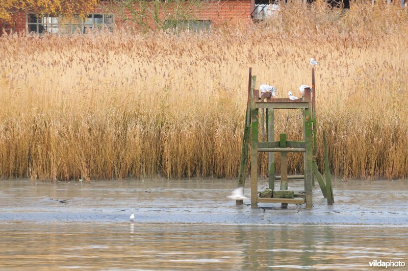 Schelde te Linkeroever