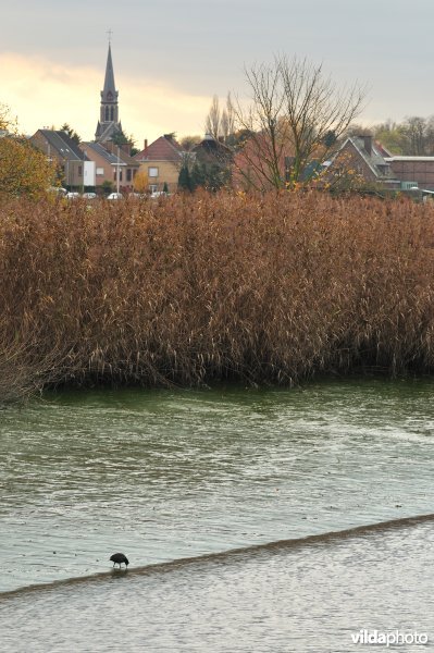 Dichtgeslibde Schelde te Sint-Amandsberg