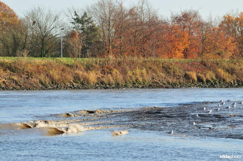 Scheldeschor van Uitbergen