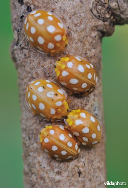 Meeldauwlieveheersbeestje